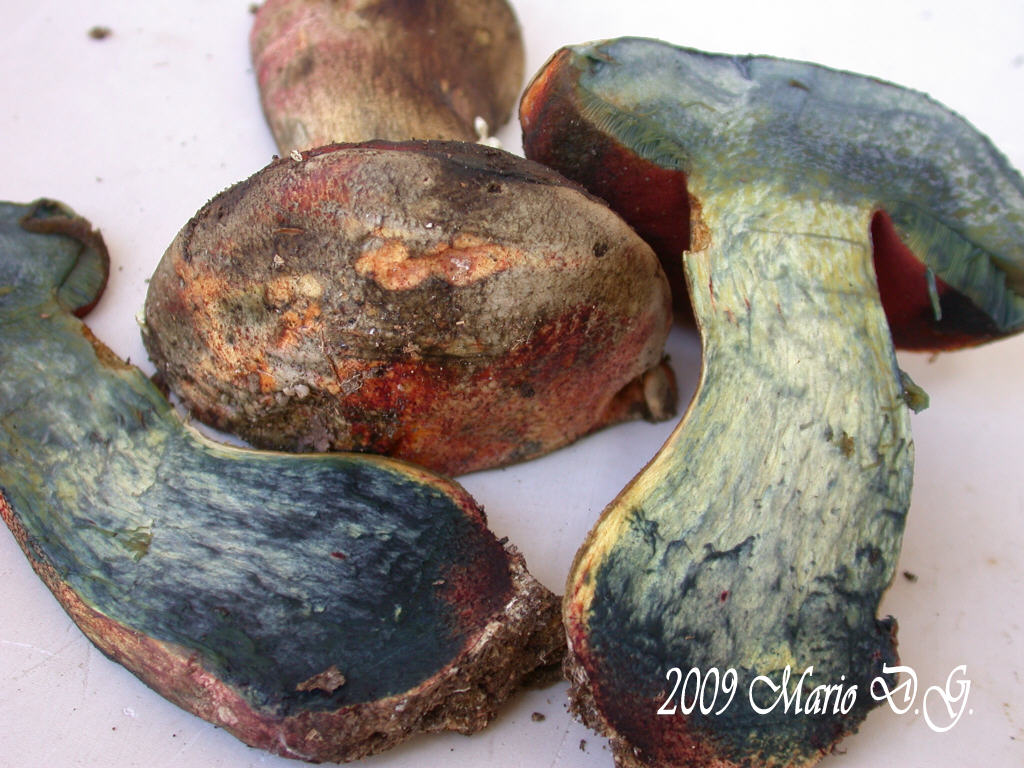 Boletus da determinare >>> n�3